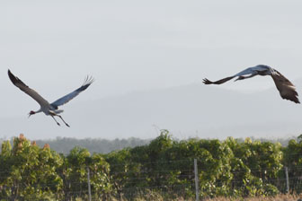 Ironbark House Dimbulah, Bush Stays FNQ, Port Douglas Accommodation, Birding Tours Australia