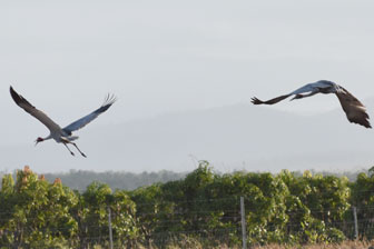 Ironbark House Dimbulah, Bush Stays FNQ, Port Douglas Accommodation, Birding Tours Australia