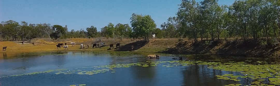 Ironbark House Dimbulah, Bush Stays FNQ, Port Douglas Accommodation, Birding Tours Australia