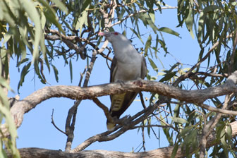 Ironbark House Dimbulah, Bush Stays FNQ, Port Douglas Accommodation, Birding Tours Australia