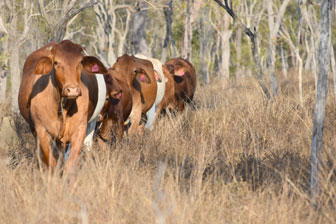 Ironbark House Dimbulah, Bush Stays FNQ, Port Douglas Accommodation, Birding Tours Australia