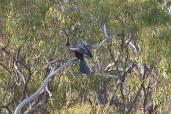 Ironbark House Dimbulah, Bush Stays FNQ, Port Douglas Accommodation, Birding Tours Australia