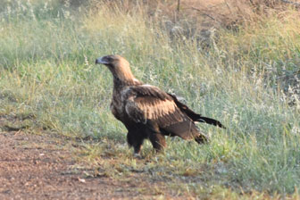 Ironbark House Dimbulah, Bush Stays FNQ, Port Douglas Accommodation, Birding Tours Australia