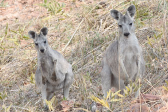 Ironbark House Dimbulah, Bush Stays FNQ, Port Douglas Accommodation, Birding Tours Australia