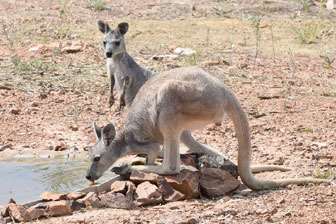 Ironbark House Dimbulah, Bush Stays FNQ, Port Douglas Accommodation, Birding Tours Australia