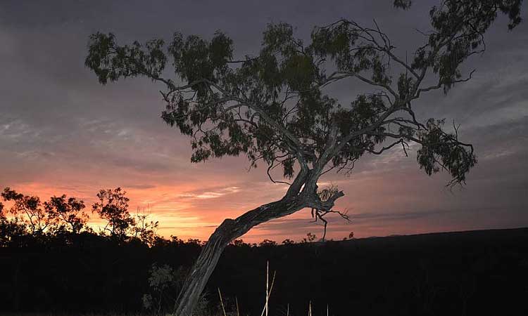 Ironbark House Dimbulah, Bush Stays FNQ, Port Douglas Accommodation, Birding Tours Australia