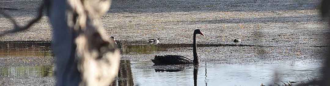 Ironbark House Dimbulah, Bush Stays FNQ, Port Douglas Accommodation, Birding Tours Australia