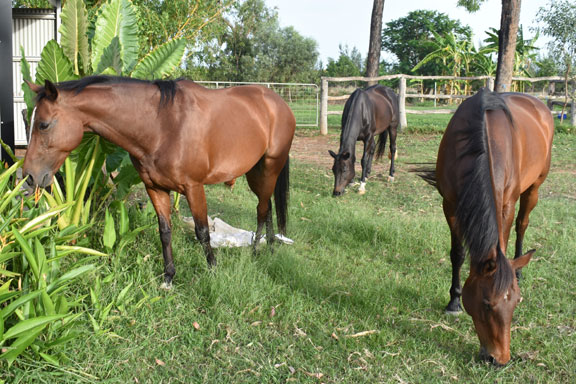 horse riding queensland dimbulah ironbark house mount mulligan